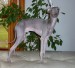 Illy Bohemia Skara, drobný, šedý pes, výška 36 cm, poprvé otcem